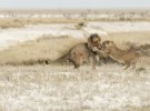 Показали впечатляющие снимки диких животных.