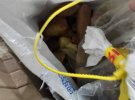 В аеропорту «Бориспіль» митники виявили рекордну партію необробленого бурштину, який намагалися вивезти до Китаю