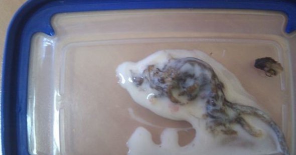 Йогурт продали із мишею