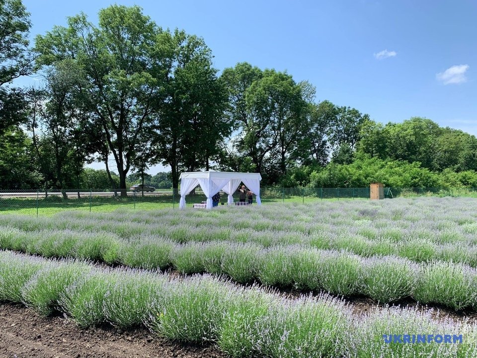 Біля Чернівців зацвіла лаванда (ФОТО) 4 1039698 1 w 1000
