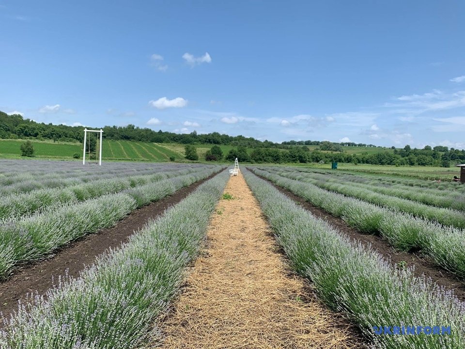 Біля Чернівців зацвіла лаванда (ФОТО) 5 1039698 2 w 1000