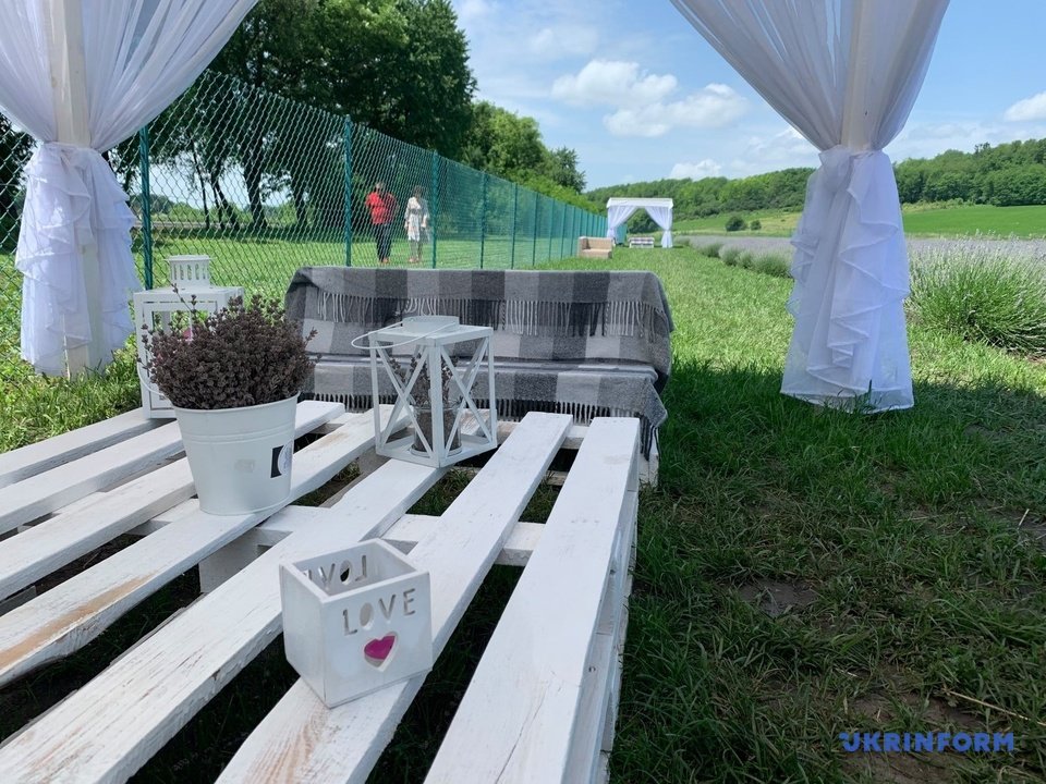 Біля Чернівців зацвіла лаванда (ФОТО) 2 1039698 8 w 1000