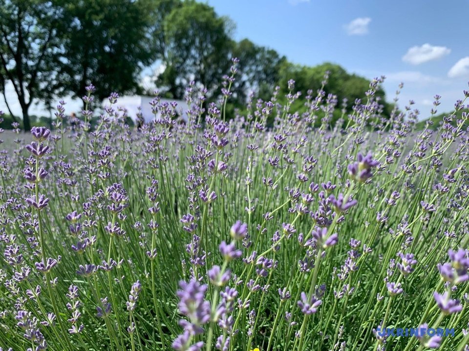 Біля Чернівців зацвіла лаванда (ФОТО) 3 1039698 9 w 1000