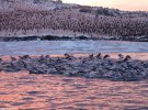 Климат меняется, зимы становятся теплее, участки открытой воды в районе архипелага Вильгельма, где находится наша станция, сейчас можно найти на протяжении всей зимы. А значит и пингвины теперь держатся совсем неподалеку