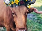 В селе Кисляк Гайсинского района Винницкой области впервые провели конкурс на самую красивую корову. Победительницей стала Зорька породы красная степная