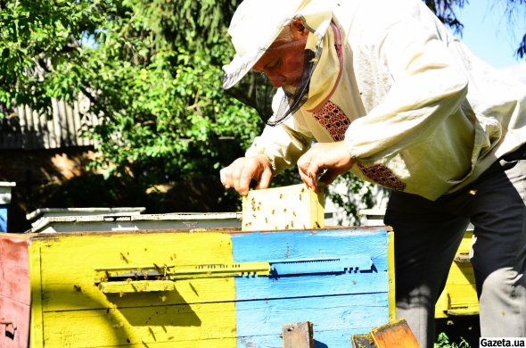 Найбільше по Україні зібрали соняшникового меду - по 15 кг з бджолиної сім'ї