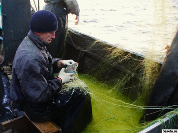 Звеньевой Сергей Кучер умело выбирает рыбу из сетки. Этого синца, распутав, выпускает за борт - такой вид рыбы запрещен к вылову