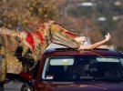 Девушка делает селфи с сотрудником, одетым как хищник, на автопробеге "Квест Парка Юрсского периода" в Калифорнии, 15 января