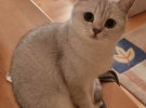 Котика на ім'я Аріелька запостила депутатка Ірина Геращенко