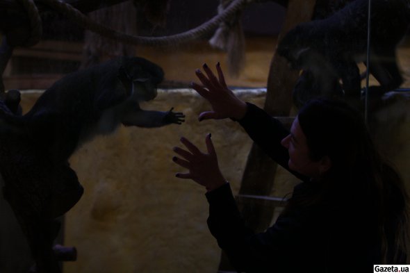 Наталя грається з приматами та дражниться, щоб викликати їхні емоції. Мавпи дуже контактні тварини
