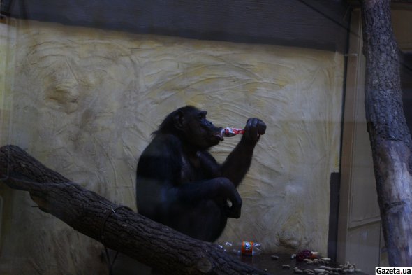Шимпанзе Джон живе у вольєрі один. Для нього біля скла повісили телевізор