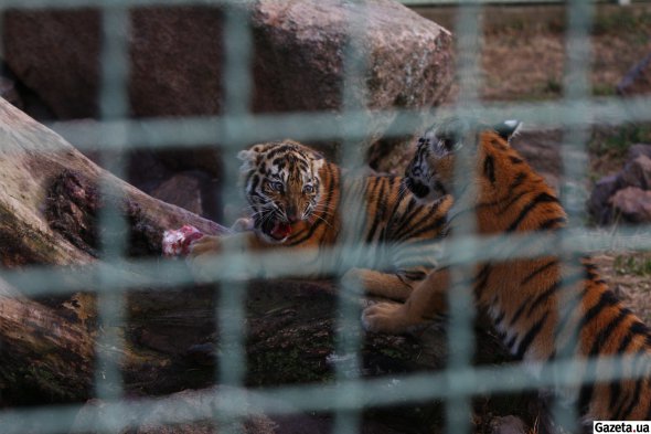 Чотири місяці тому у зоопарку народилися троє тигренят