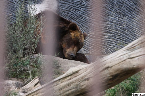 Ведмеді їдять мед та рибу, іноді їм дають мʼясо