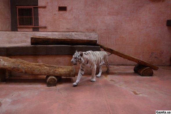 Білий тигр Шерхан любить на вулиці лащитись до рук відвідувачів. У зоопарк потрапив із цирку