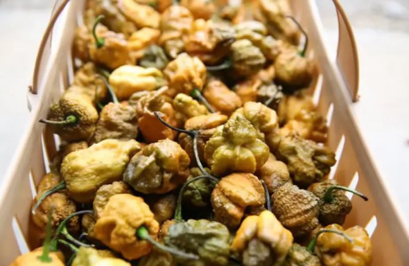 До Книги рекордів Гіннеса потрапив найгостріший перець світу - Pepper X