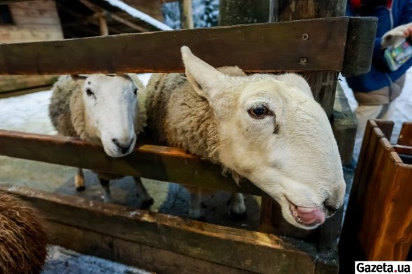 У скільки обійдеться українцям відпочинок в Буковелі: ціни на проживання й розваги