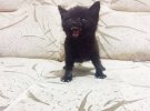 10 кошенят, з якими краще не жартувати
