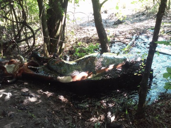 Корови ледь не втопились в асфальтній масі