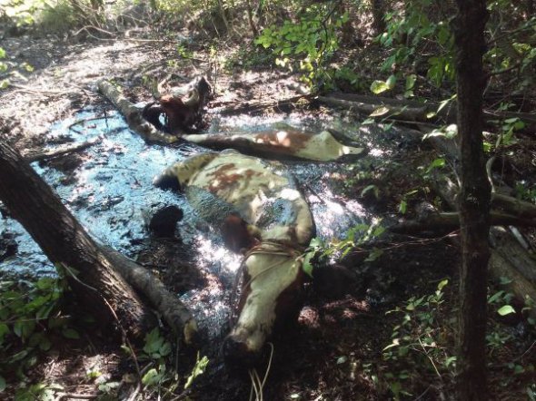 Корови ледь не втопились в асфальтній масі