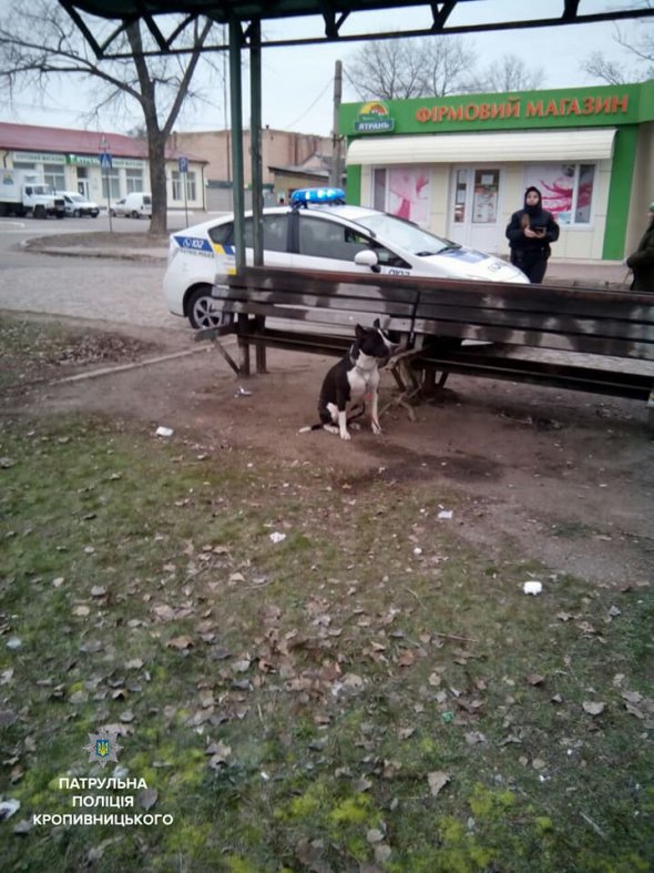 Патрульные нашли хозяина собаки, который привязал ее на остановке