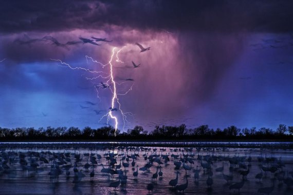 Журавлі Сендхілла Автор фото: Ренді Олсон