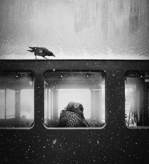 Ворон у Львові - 1-е місце у категорії "Монохром" Автор фото: Джек Саваж