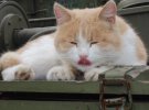Фотографии боевых котят украинских воинов.