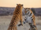 Тигры делят территорию силой