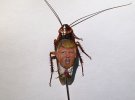 Художник из Мексики Кристи Рамос рисует на мертвых тараканах портреты руководителей государств