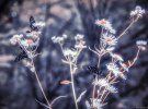 Фотограф снимал Чернобыльскую зону зимой
