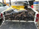 Из-за урагана Эмма на берег восточного Йоркшира вынесло тонны морских созданий