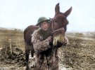 Британские солдаты Первой мировой войны со своими животными