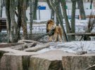 В Киевском зоопарке готовятся к открытию нового сезона
