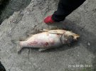 В поселке Тростянец на Винниччине спиртовой завод ливней в реку Нетеку ядовитые отходы. В результате массово гибнет рыба