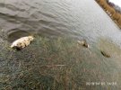 В поселке Тростянец на Винниччине спиртовой завод ливней в реку Нетеку ядовитые отходы. В результате массово гибнет рыба