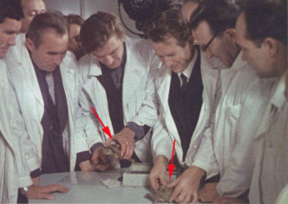 Огляд черепах - перших тварин, облетілих Місяць в кораблі «Зонд-5».