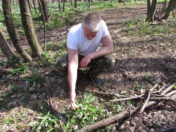 Учасник акції ”Збережи першоцвіт” завідувач кафедри біології та агробіології Черкаського національного університету імені Богдана Хмельницького Олександр Спрягайло показує квіти підсніжника складчастого на території урочища Холодний Яр Кам’янського району на Черкащині