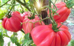 Догляд за рожевими помідорами