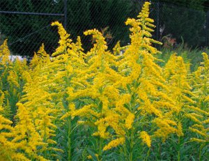 Allergiya Na Ambroziyu Chto Delat Ochakovskij Portal