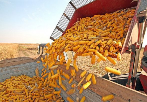 У результаті торгової війни з США, Україна може збільшити поставки кукурудзи та сої до Китаю.