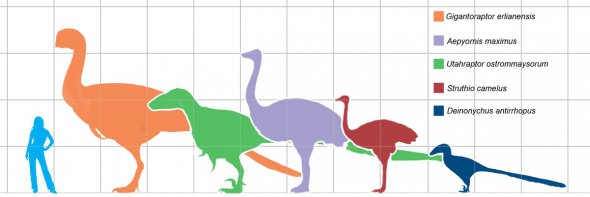   Vorombe's titan in comparison with human growth 