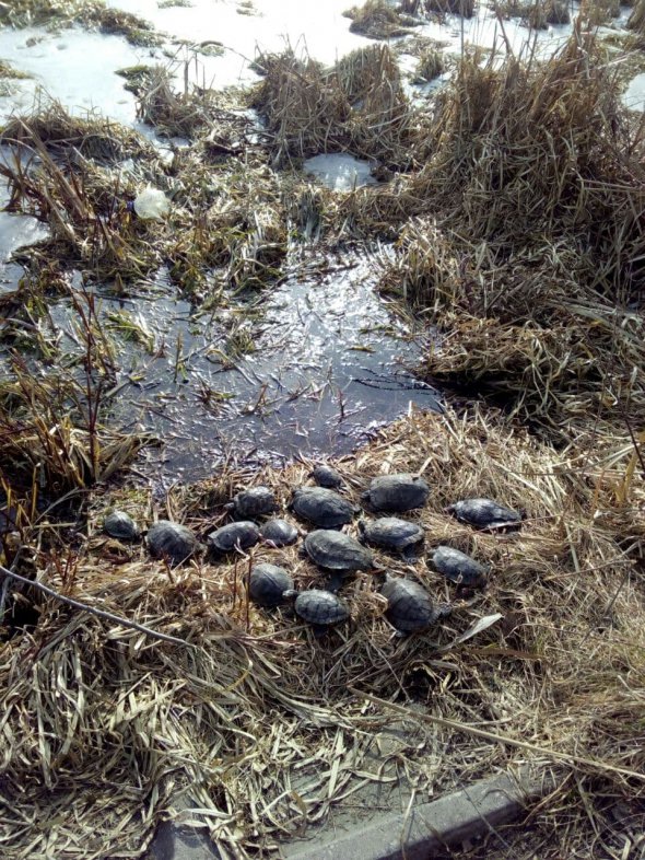 В Виннице спасли от смерти черепах В Виннице спасли от смерти черепах