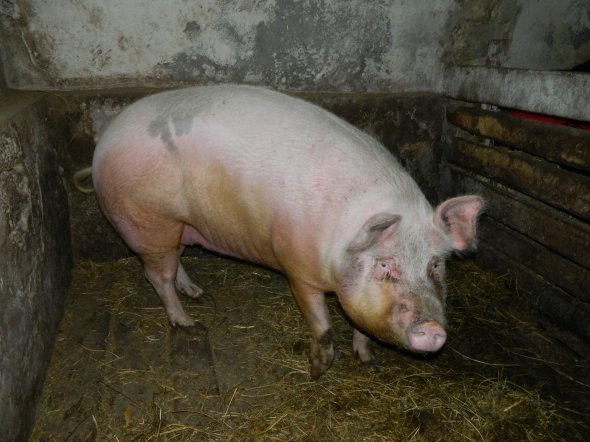 Винницкая область: у семьи погорельцев мошенники похитили все деньги с банковской карты, которые собирали на новый дом Винницкая область: у семьи погорельцев мошенники похитили все деньги с банковской карты, которые собирали на новый дом