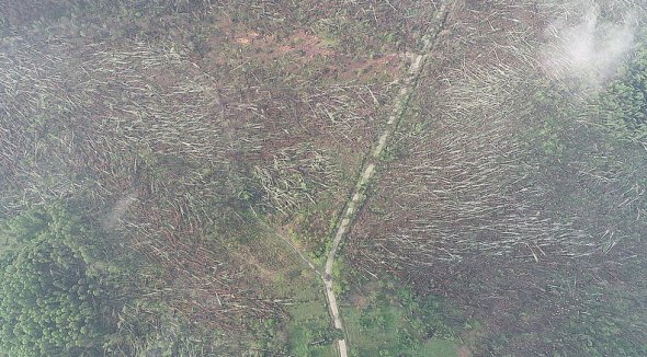 У Житомирській області смерч знищив 100 га лісу. Фото: Facebook 