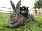Найбільший кролик у світі. Вага його становить 22 кг.