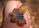 Бабочка Brephidium exilis. Размах крыльев его не превышает 1,2 см.