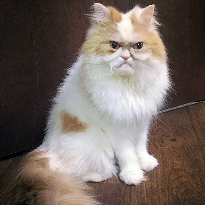 Найден новый самый сердитый кот в мире
