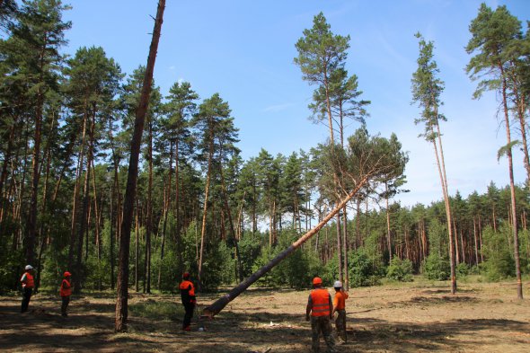 У Полтавському районі провели ХХІ Полтавський обласний конкурс-змагання вальників лісу