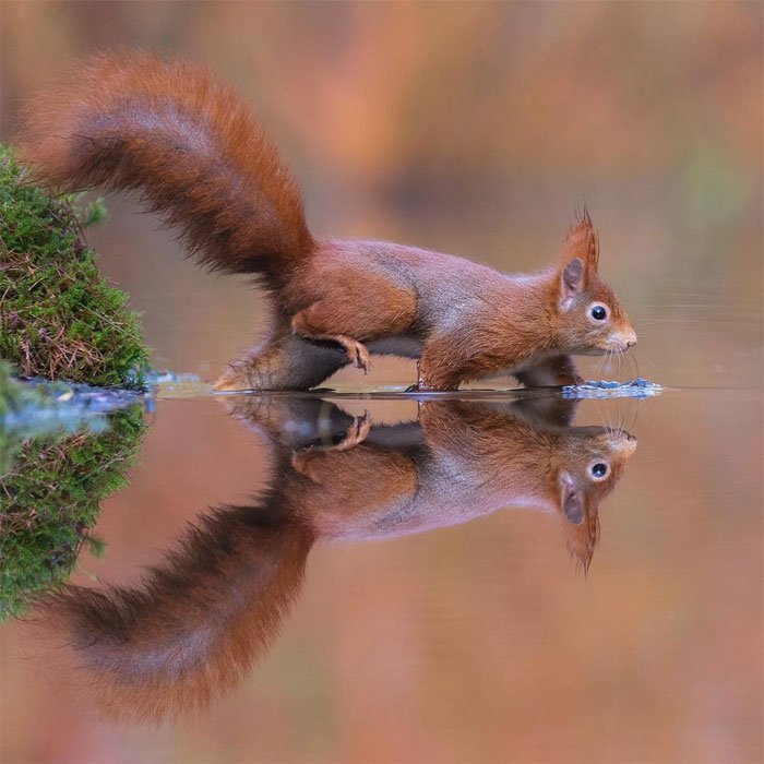 Дикие животные в портретах голландского фотографа. Фото