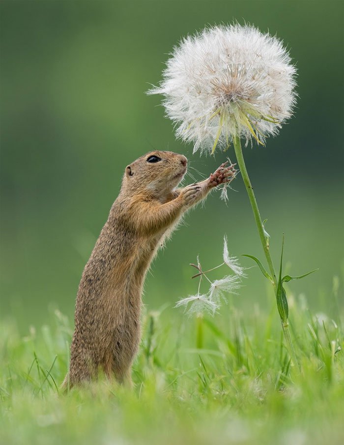 Дикие животные в портретах голландского фотографа. Фото